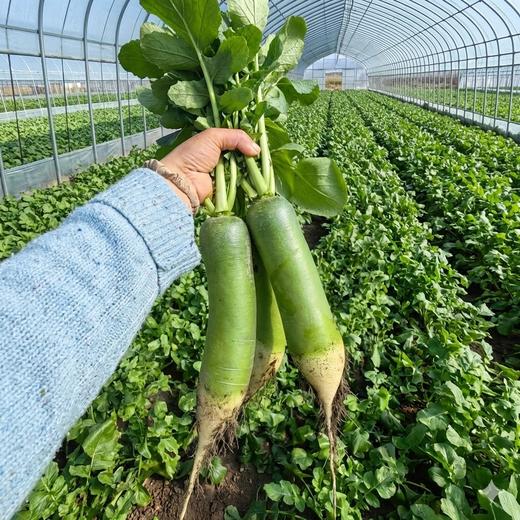 沙窝萝卜,翠绿嘎嘣脆，生态种植，品质安心，顺丰包邮，72小时发货急件慎拍！ 商品图0
