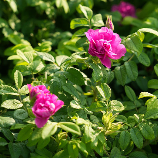 每日乔安-玫瑰花冠 商品图3