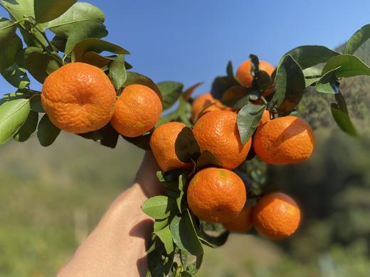 【2.8截单】年货节【9斤装】广西西林沙糖桔，顺丰【⚠️温馨提醒🔔快递路上冻坏不做售后】 商品图3
