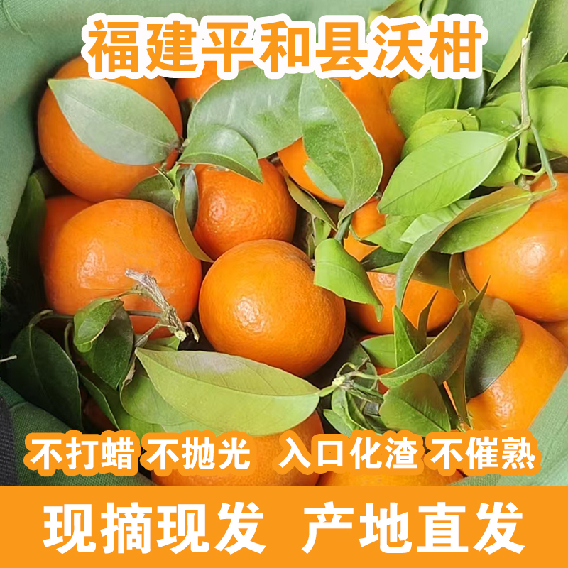 福建漳州平和县新鲜沃柑5斤/10斤礼盒装