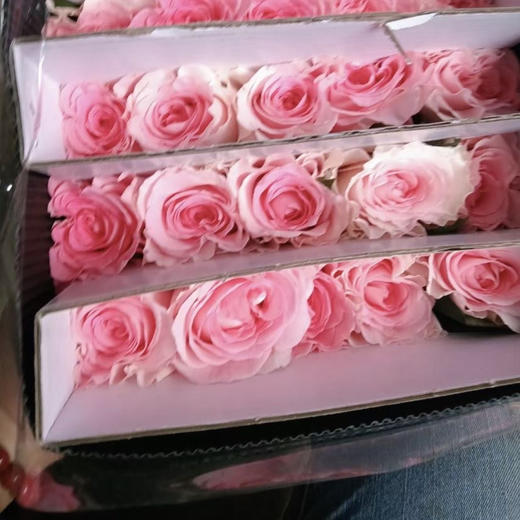 预售15号到货 单头洛神玫瑰,一扎10支 支长55厘米 商品图1