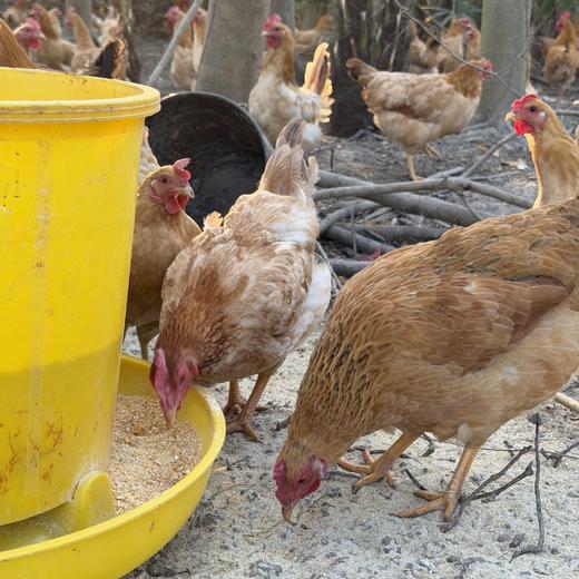 庄主通道订枸杞鸡（非卖品，兑换券领取） 商品图9