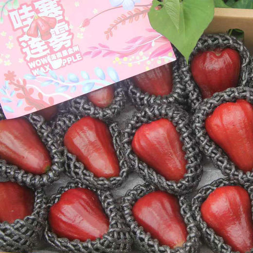 海南黑金刚莲雾精品礼盒   京东/顺丰空运 商品图3