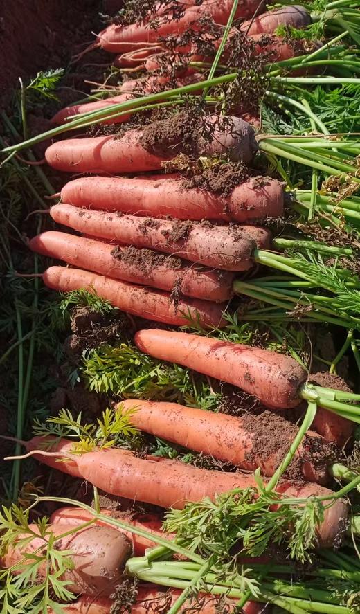 黄皮黄心土豆、红皮白心土豆 、紫皮紫心土豆，沙香糯面，通过571农残检测！ 源头蔬 商品图6