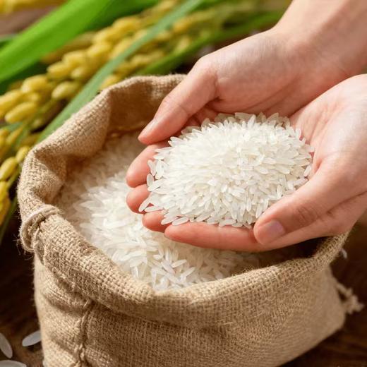 【兴合吉供】长粒香米5kg 商品图2