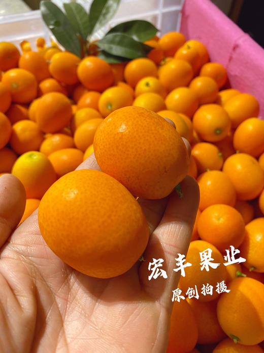 宏丰精选  阳塑金桔，口感甜，活动价9.9元一斤 商品图7