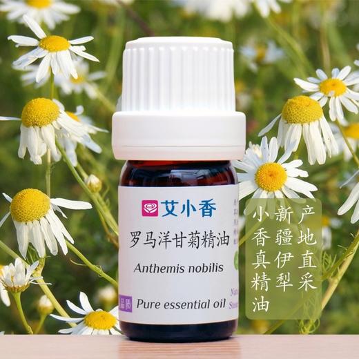 罗马洋甘菊精油 新疆伊犁产地 香气温柔入睡放松安抚 商品图0