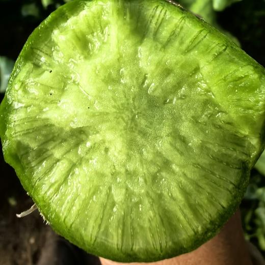 沙窝萝卜,翠绿嘎嘣脆，生态种植，品质安心，顺丰包邮，72小时发货急件慎拍！ 商品图3