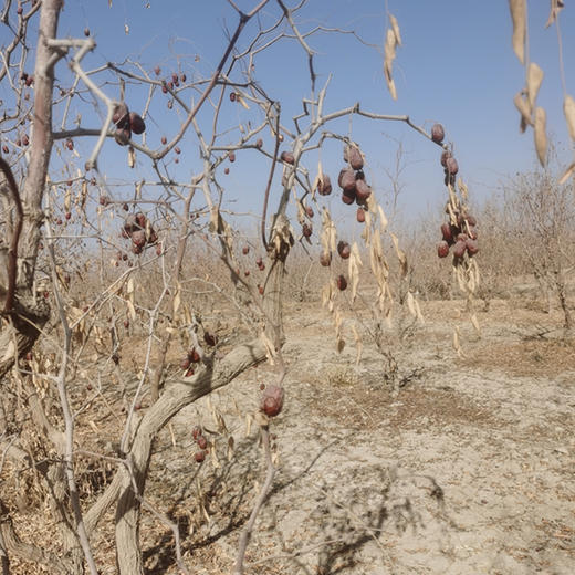 新疆阿克苏原生态灰枣新疆三彩葡萄干 商品图5