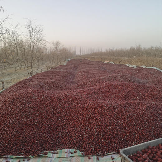 新疆阿克苏原生态灰枣新疆三彩葡萄干 商品图2