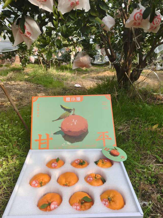 橘中皇后——甘平 商品图2