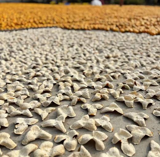 【春日聚惠】道地新会核心产区陈皮  古井三江圈枝大红皮 爆款礼盒 300g/盒 新年礼盒 商品图4