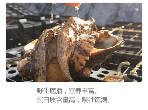 VY壮元海鲍鱼肉特惠组 商品图2