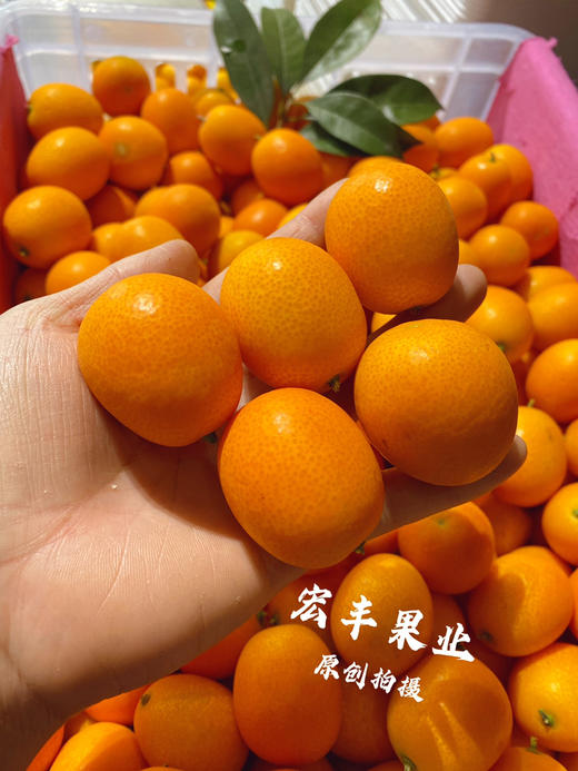 宏丰精选  阳塑金桔，口感甜，活动价9.9元一斤 商品图5