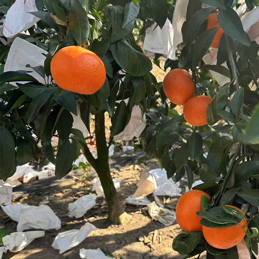 福建漳州平和县新鲜沃柑5斤/10斤礼盒装 商品图1