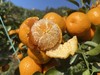 【2.8截单】年货节【9斤装】广西西林沙糖桔，顺丰【⚠️温馨提醒🔔快递路上冻坏不做售后】 商品缩略图4