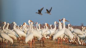 1月22日江西鄱阳湖深度精品| 吴城候鸟小镇、白鹤洲、象湖湿地5天（深度）（12人封顶）