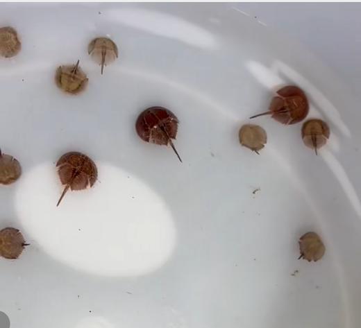 人工鲎 商品图5