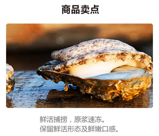 VY壮元海鲍鱼肉特惠组 商品图3