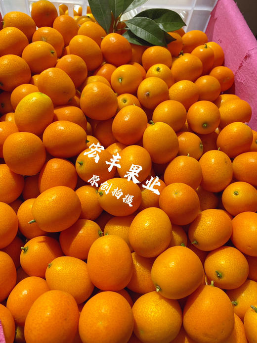 宏丰精选  阳塑金桔，口感甜，活动价9.9元一斤 商品图1