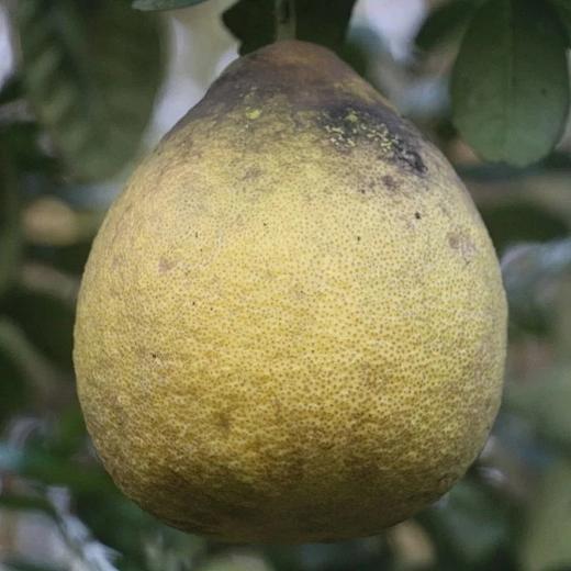 生态丑柚（象宝柚/药柚）| 基地直发* Ecological  pomelo 商品图1