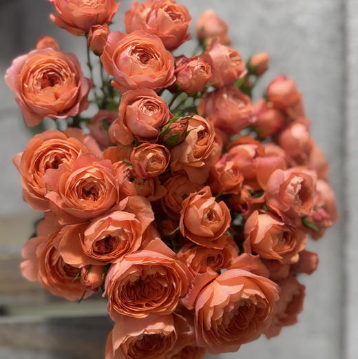 多头玫瑰.杏色果汁 商品图0