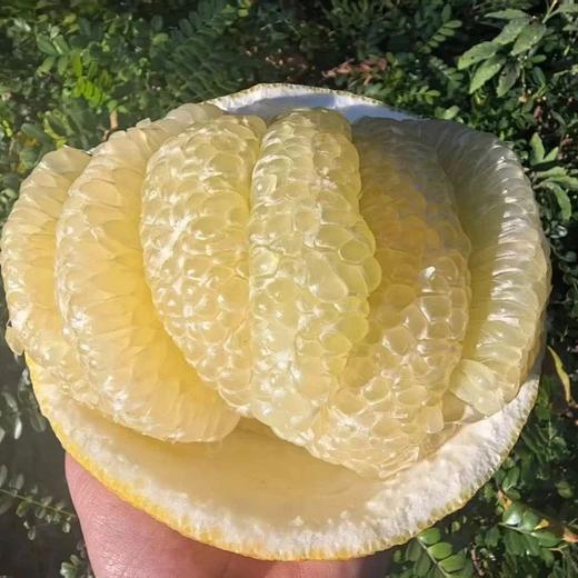 生态丑柚（象宝柚/药柚）| 基地直发* Ecological  pomelo 商品图2