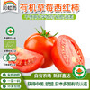 新鲜现摘有机蔬菜草莓西红柿500g番茄欧盟有机认证 商品缩略图0