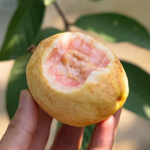 【树上熟樱桃芭乐】顺丰空运 到货即食 果肉细腻 软糯清甜 香味浓郁 芭乐界的天花板！2种规格任选 商品图0