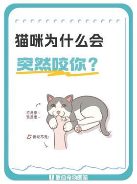 猫咪为什么会突然咬你