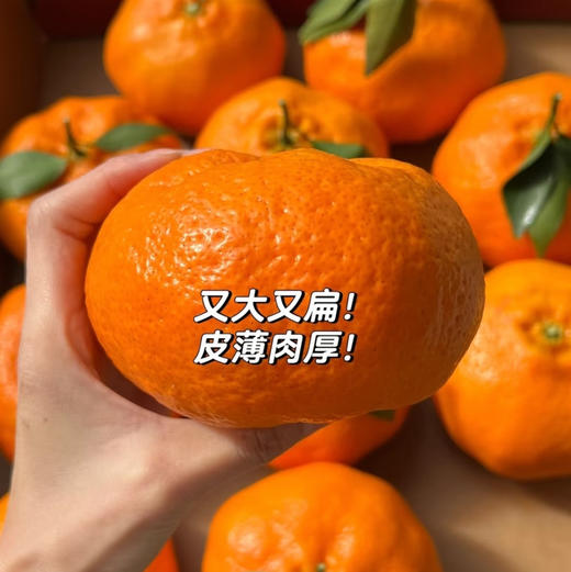 橘中皇后——甘平 商品图1