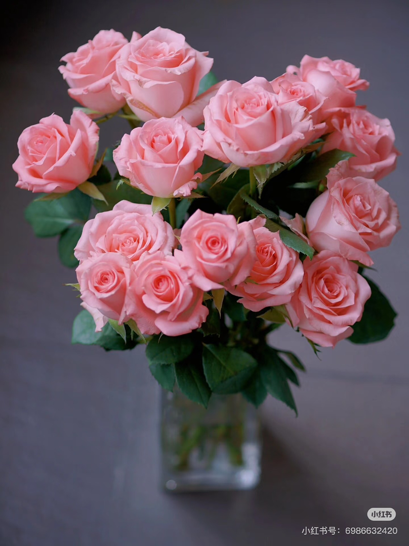 预售8号到货 粉色玫瑰黛安娜单头玫瑰 一扎10支，支长55厘米