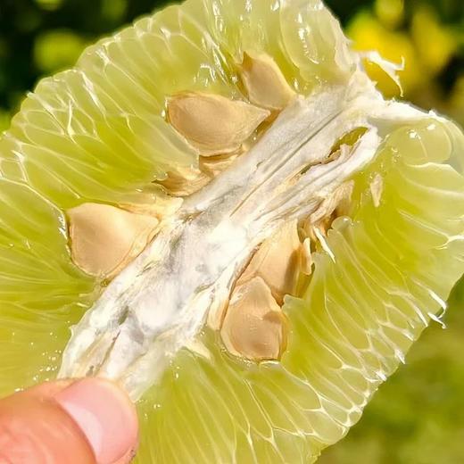生态丑柚（象宝柚/药柚）| 基地直发* Ecological  pomelo 商品图4