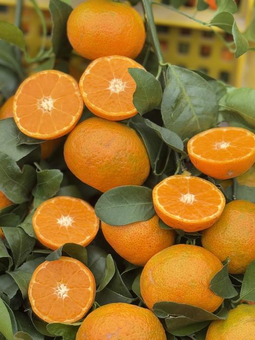 【2.8截单】年货节【9斤装】广西西林沙糖桔，顺丰【⚠️温馨提醒🔔快递路上冻坏不做售后】 商品图6