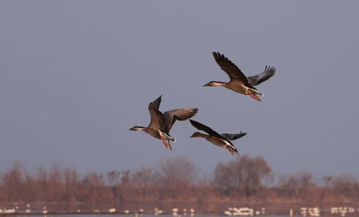 1月22日江西鄱阳湖深度精品| 吴城候鸟小镇、白鹤洲、象湖湿地5天（深度）（12人封顶） 商品图5
