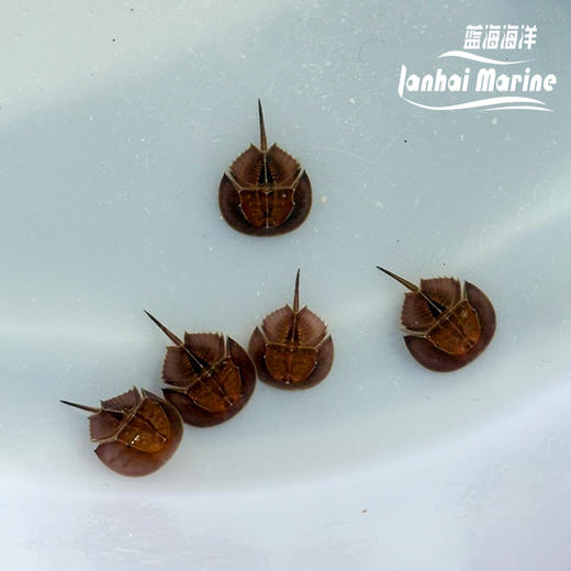 人工鲎 商品图4