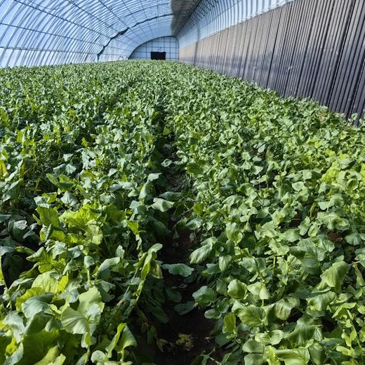 沙窝萝卜,翠绿嘎嘣脆，生态种植，品质安心，顺丰包邮，72小时发货急件慎拍！ 商品图7