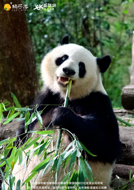 【四川】西岭雪山亲子双飞5天游（广州往返） 商品图1