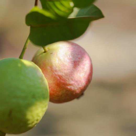 【树上熟樱桃芭乐】顺丰空运 到货即食 果肉细腻 软糯清甜 香味浓郁 芭乐界的天花板！2种规格任选 商品图3