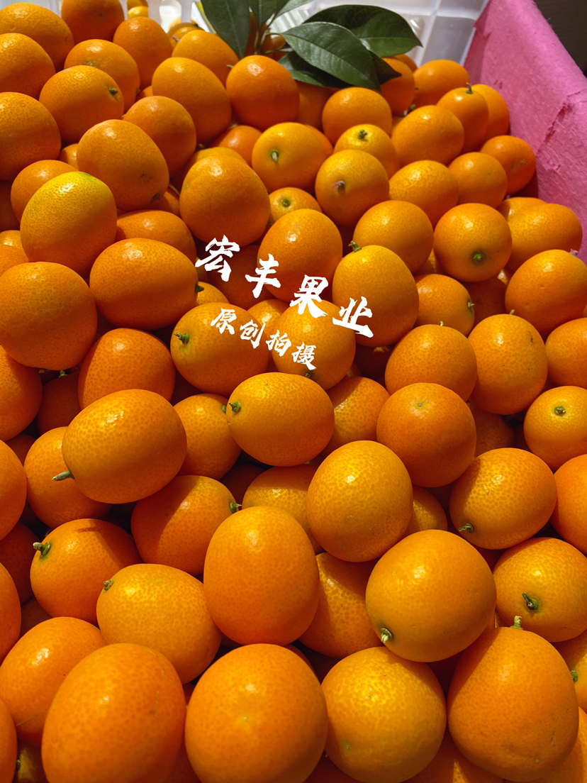 宏丰精选  阳塑金桔，口感甜，活动价9.9元一斤