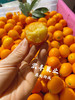 宏丰精选  阳塑金桔，口感甜，活动价9.9元一斤 商品缩略图4