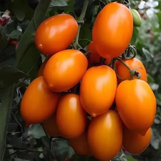 金橙蜜茄橙色小番茄 商品图0