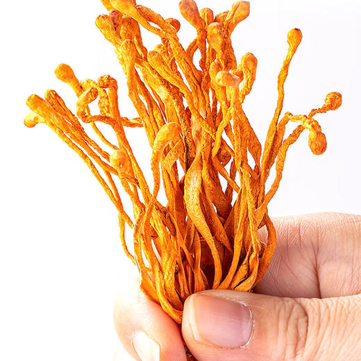 东山岛丨虫草花  100g 商品图3
