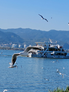 【定制】昆明-上海二等座补差升级一等座