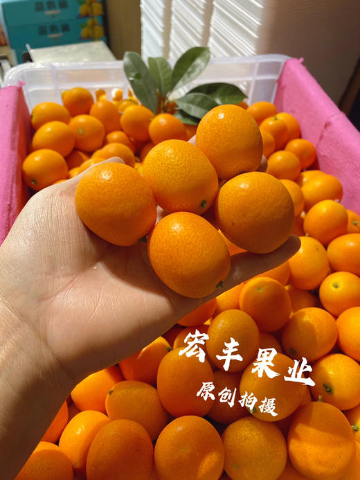 宏丰精选  阳塑金桔，口感甜，活动价9.9元一斤 商品图6