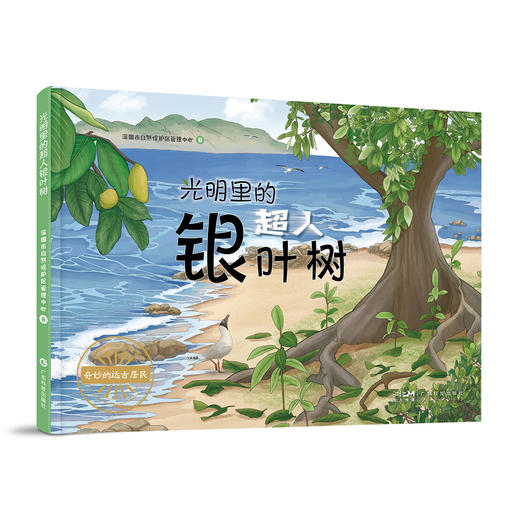 光明里的超人银叶树 商品图0