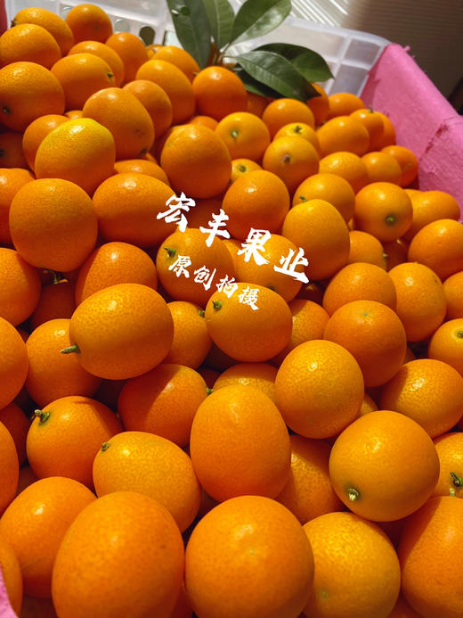 宏丰精选  阳塑金桔，口感甜，活动价9.9元一斤 商品图2