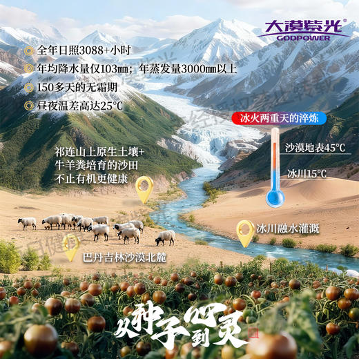 【黑番茄原浆】大漠紫光 浓缩原浆鲜榨番茄汁 花青素饮品  30ml*15袋/盒 商品图4