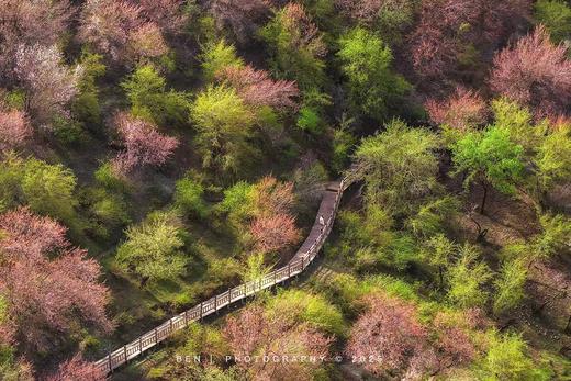 「优化版」新疆伊犁杏花（吐尔根+大西沟）、穿越天山胜利隧道、那拉提冰百合、库尔德宁云杉林、赛里木湖、安集海大峡谷8天摄影团 商品图4