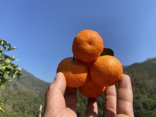 【2.8截单】年货节【9斤装】广西西林沙糖桔，顺丰【⚠️温馨提醒🔔快递路上冻坏不做售后】 商品图5